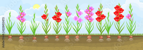 Group of blooming gladiolus plant with flowers of different colors on flowerbed. Plants showing root structure below ground level