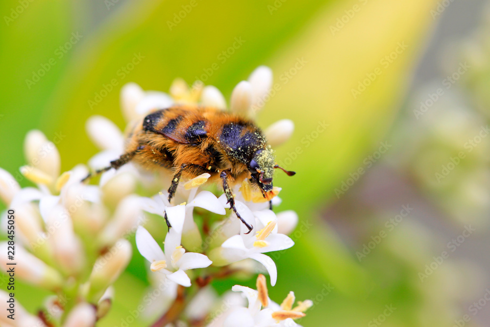 Fototapeta premium scarab