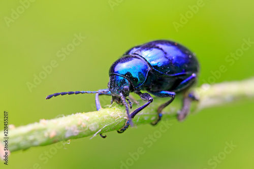 purple leaf beetle © zhang yongxin