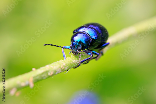 purple leaf beetle