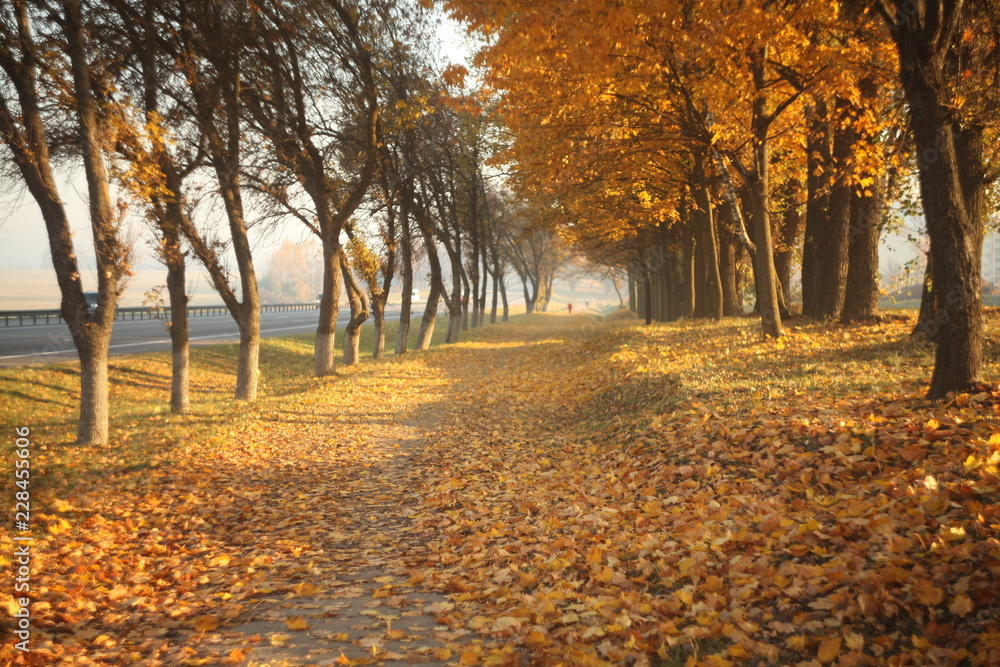 Fototapeta premium sunny autumn alley at morning/figures of woman and dog walking