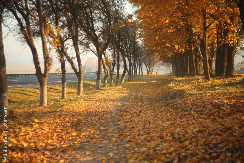 sunny autumn alley  at morning/figures of woman and dog walking