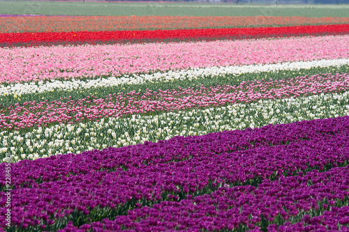 Tulips in purple pink and white in the Netherlands