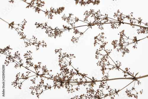 Dry plants on a white.
