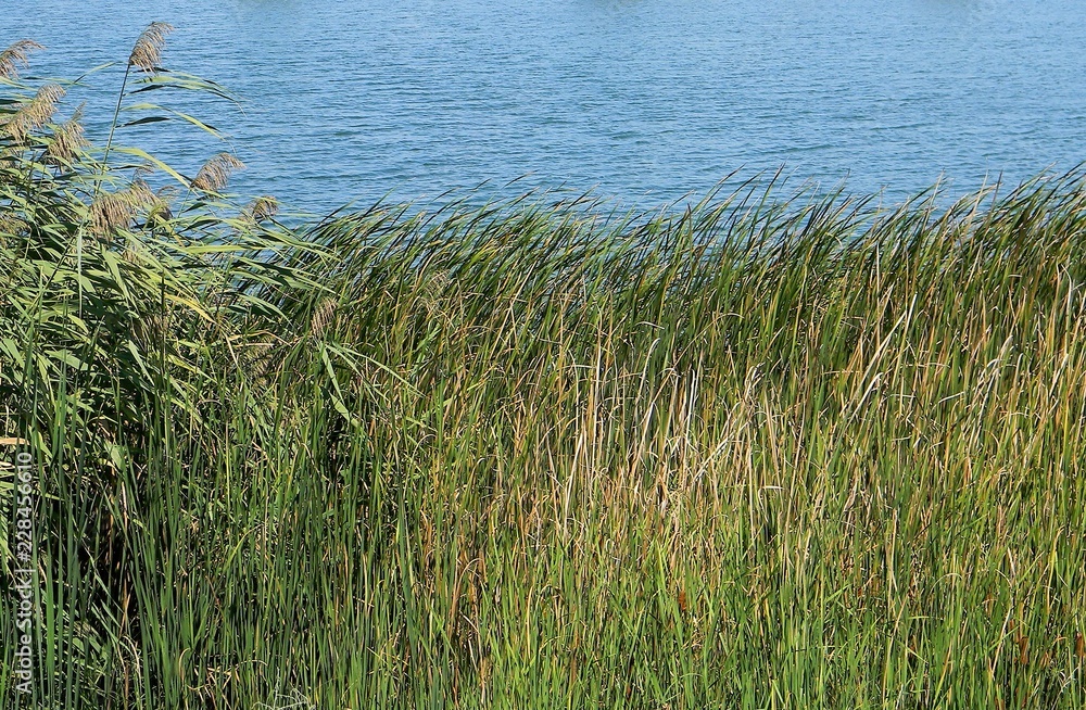 Grass on the shore