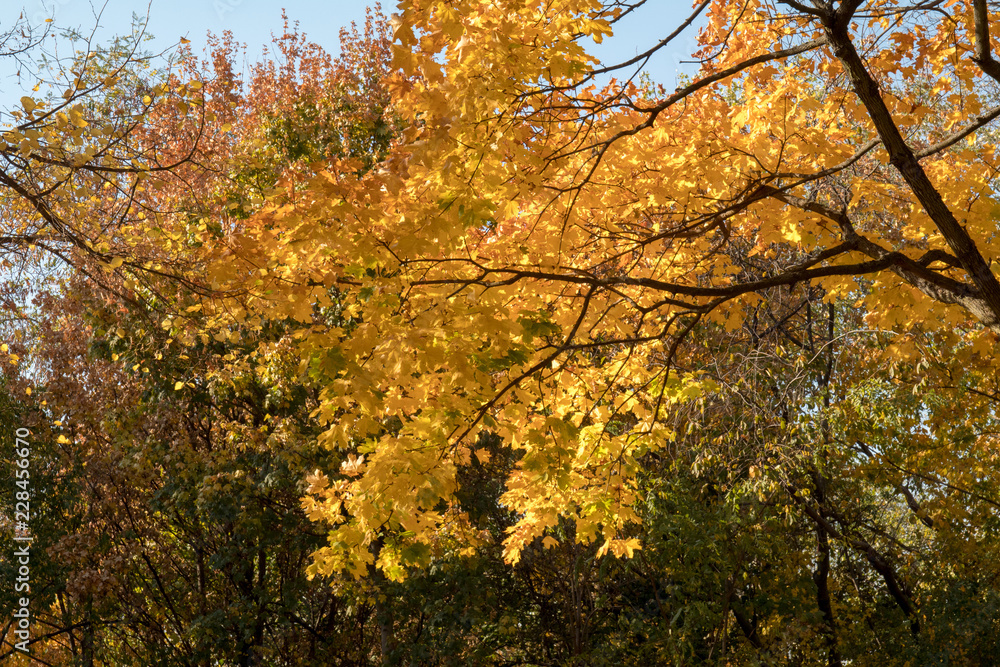 autumn in the park autumn in the park