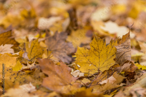 Yellow leaves on the ground