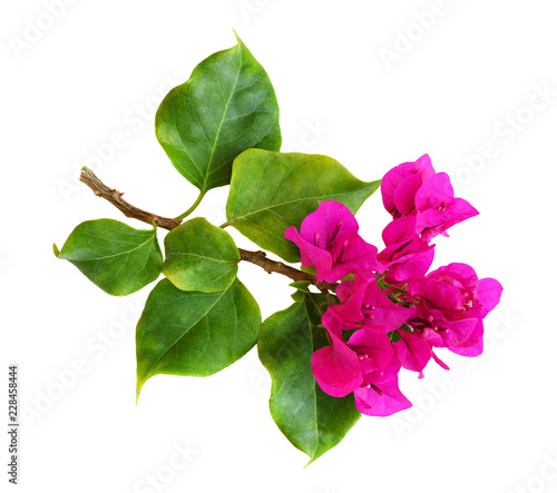 Photography Closeup of bougainvillea flowers