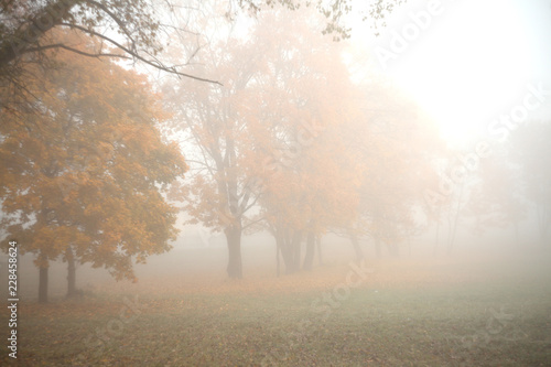 beautiful foggy  autumn landscape