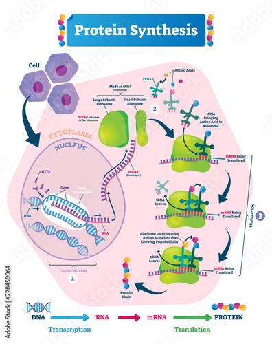 Protein synthesis vector illustration. Transcription and translation. photo