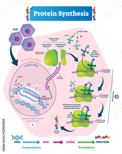 Protein synthesis vector illustration. Transcription and translation.