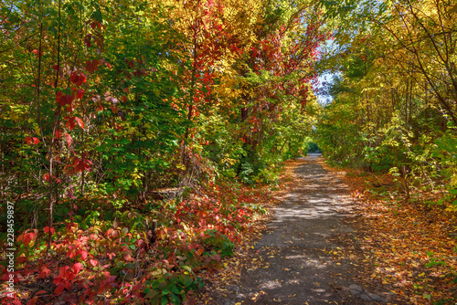 The footpath in the old park in the autumntime
