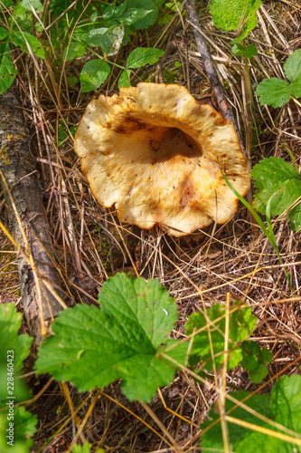 The single chanterelle growing in the dry undergrowth in the forest