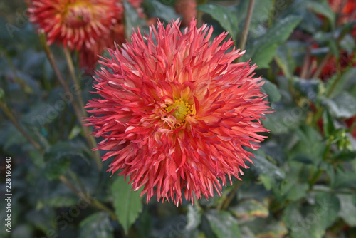 Fototapeta Naklejka Na Ścianę i Meble -  Dahlia rouge