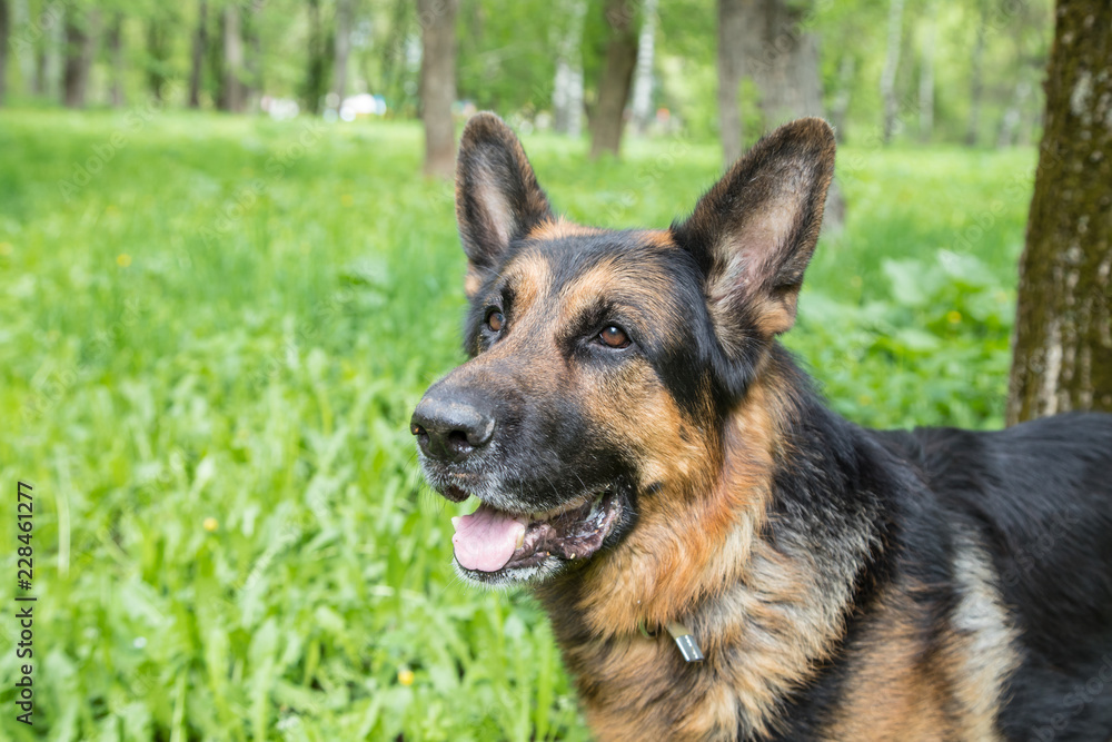 Dog German Shepherd in a forest in a summer