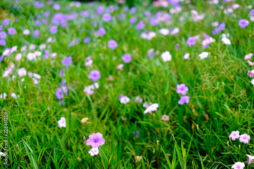 Beautiful violet flower blur background with copy space selected focus