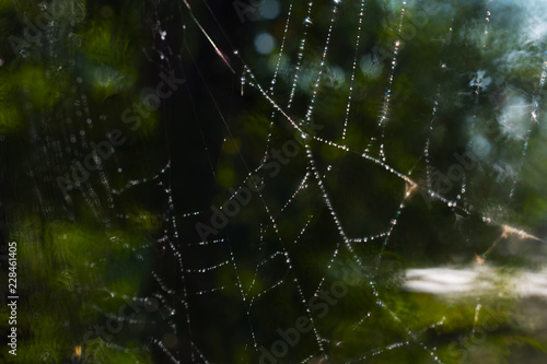 dew on the spider web close-up © Mariia Nazarova