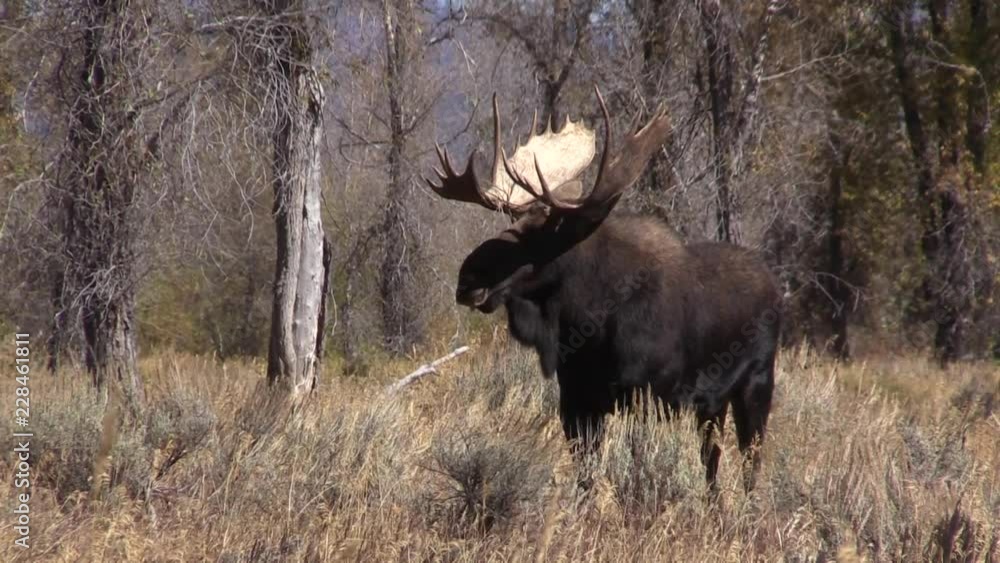 Shiras Moose Rutting in Fall in Wyoming Shiras Moose Rutting in Fall in Wyoming