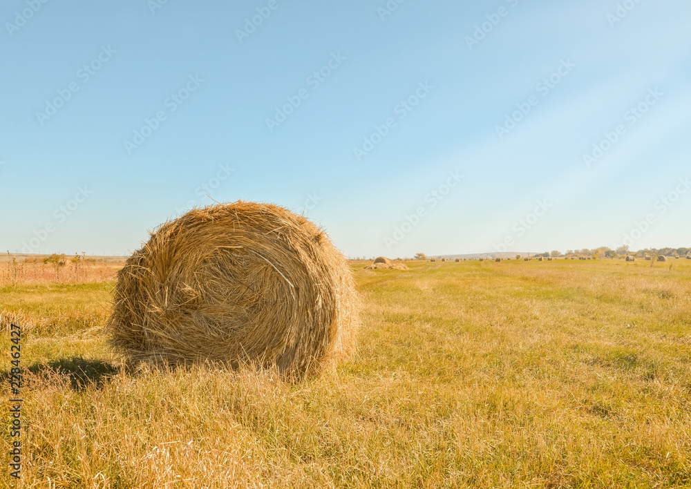 Hay roll on a meadow on a warm summer or autumn day, blue sky. Beautiful landscape. Agricultural field. Hay bale in field. Hay roll on a meadow on a warm summer or autumn day, blue sky. Beautiful landscape. Agricultural field. Hay bale in field.