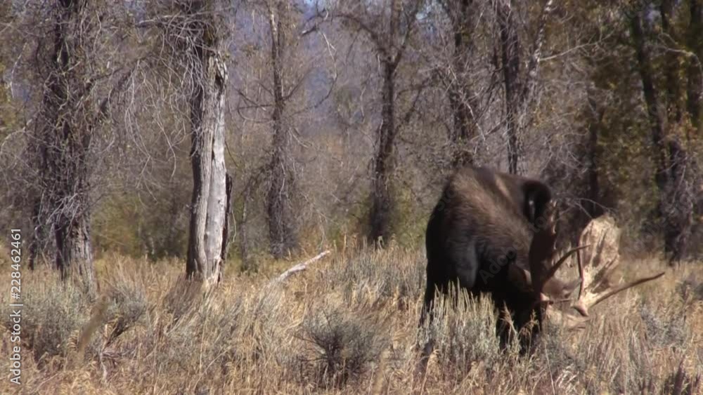 Shiras Moose Rutting in Fall in Wyoming Shiras Moose Rutting in Fall in Wyoming