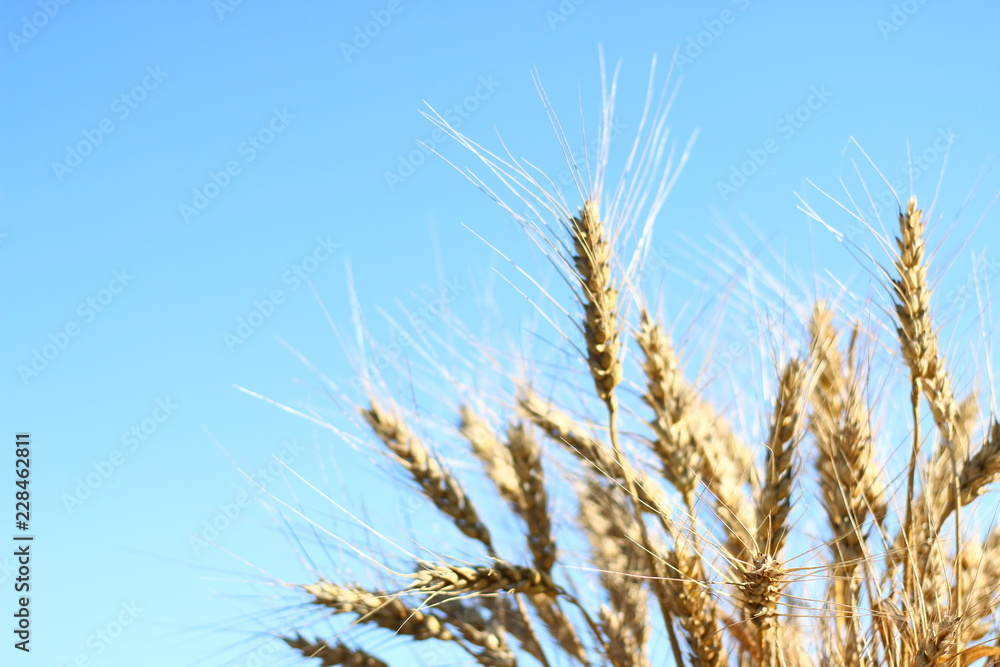 wheat ears and sky wheat ears and sky