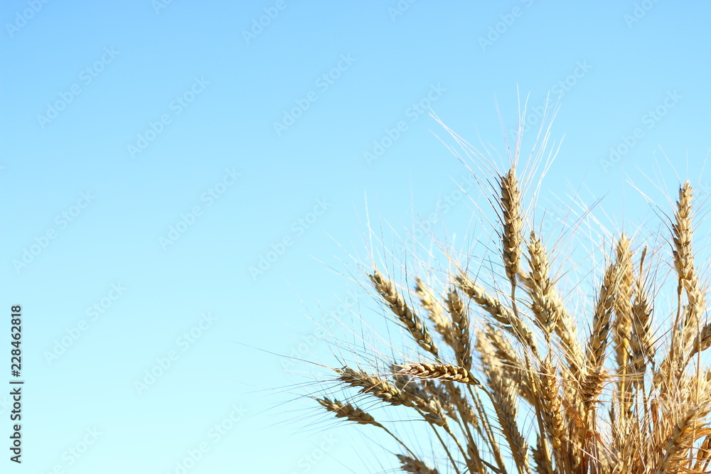 Obraz premium wheat and sky