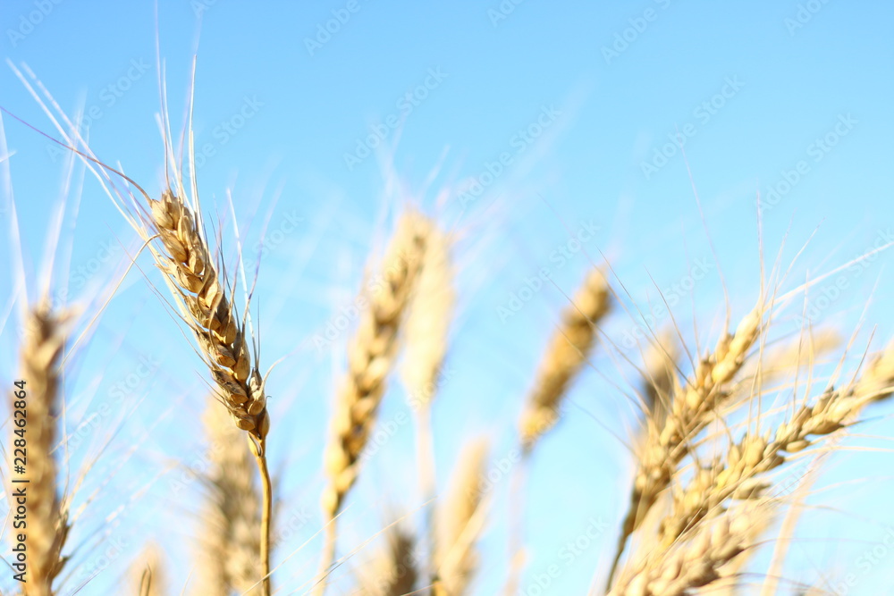wheat and sky wheat and sky