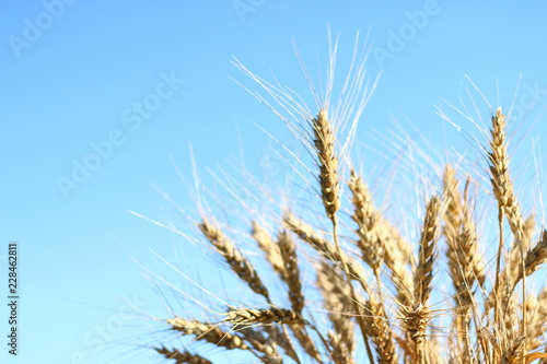wheat ears and sky