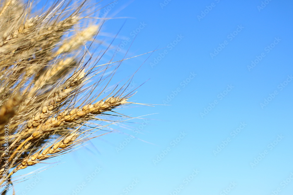 Obraz premium wheat ears and sky