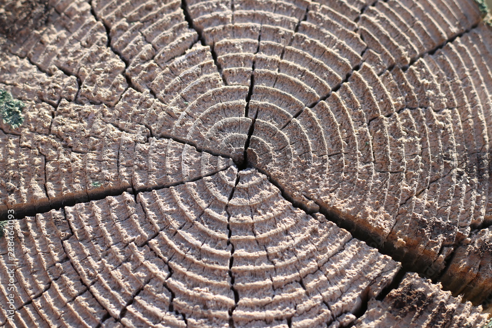 Fototapeta premium cut a tree