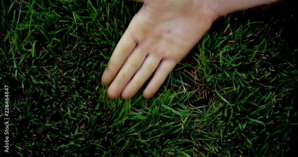 female hand strokes green grass female hand strokes green grass