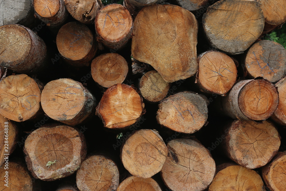 sawn wood background. cut of wood texture sawn wood background. cut of wood texture