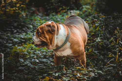 English bulldog portrait