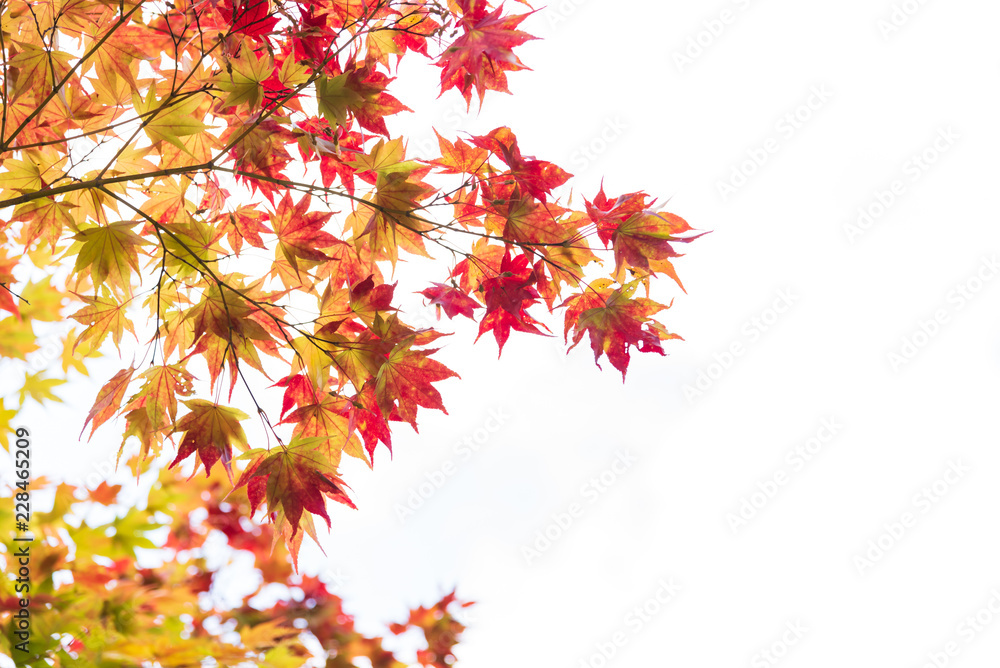 Colorful of maple leaves on the trees in the park on autumn season.Different color concept background. Colorful of maple leaves on the trees in the park on autumn season.Different color concept background.