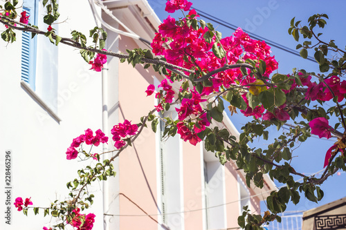 Fototapeta Naklejka Na Ścianę i Meble -  Details of pink flowers against traditional greek houses in background