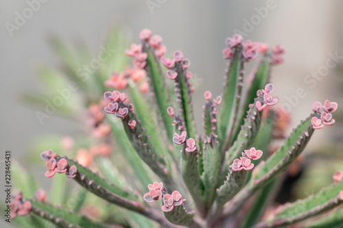 Selective focus  Bryophyllum daigremontianum succulent, commonly called devil’s backbone, mother of thousands, alligator plant, or Mexican hat plant is a succulent plant.