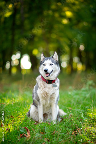 Husky dog sitting on the grass in the autumn park