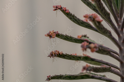 Selective focus  Bryophyllum daigremontianum succulent, commonly called devil’s backbone, mother of thousands, alligator plant, or Mexican hat plant is a succulent plant. photo