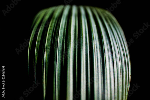 A green leaf