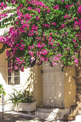 Fototapeta Naklejka Na Ścianę i Meble -  Streets of Neorio town in Poros island, Greece; Trees with pink flowers in narrow streets covering house entrances