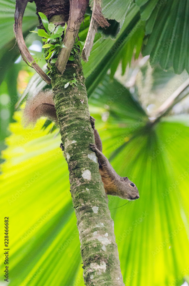 Eichhörnchen auf Palme