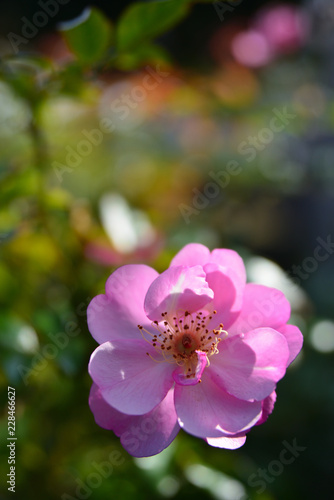 rose garden in Yokosuka