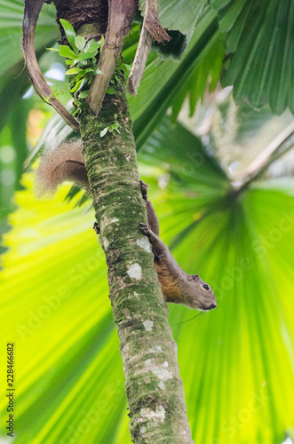 Eichhörnchen auf Palme © Sarah