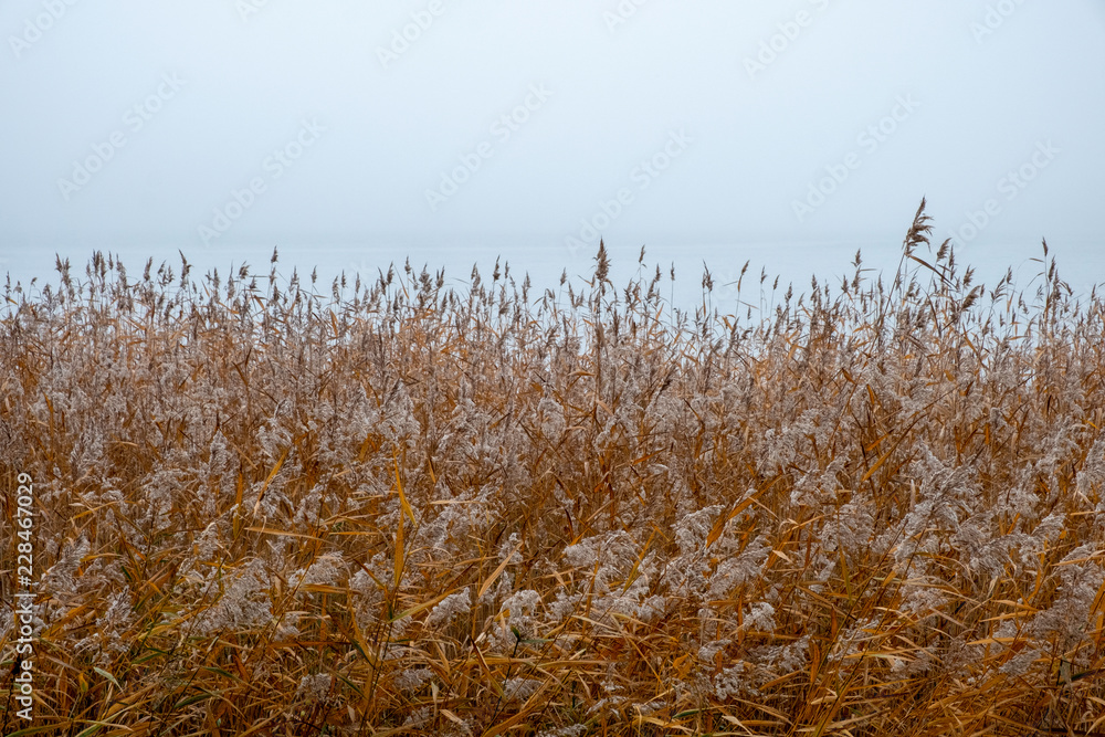 Obraz premium reed in fog