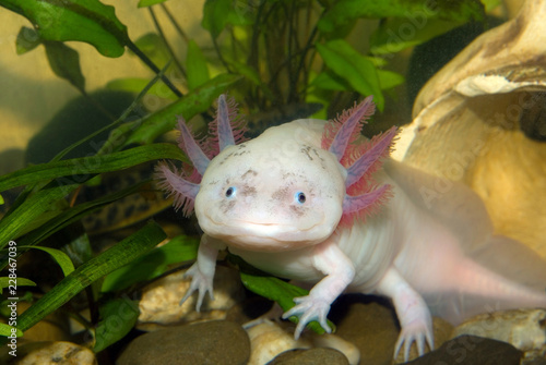 Underwater Axolotl portrait close up in an aquarium. Mexican walking fish. Ambystoma mexicanum.