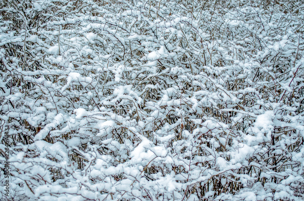 white snow pattern on the bushes in the winter Park white snow pattern on the bushes in the winter Park