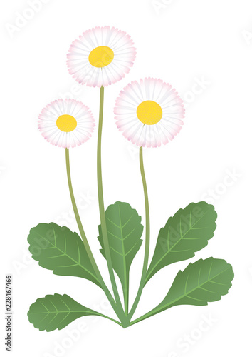 Bellis perennis
Vector illustration of daisy flower