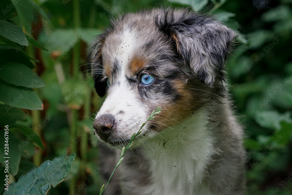 Dog, Miniature Australian Shepherd, Puppy