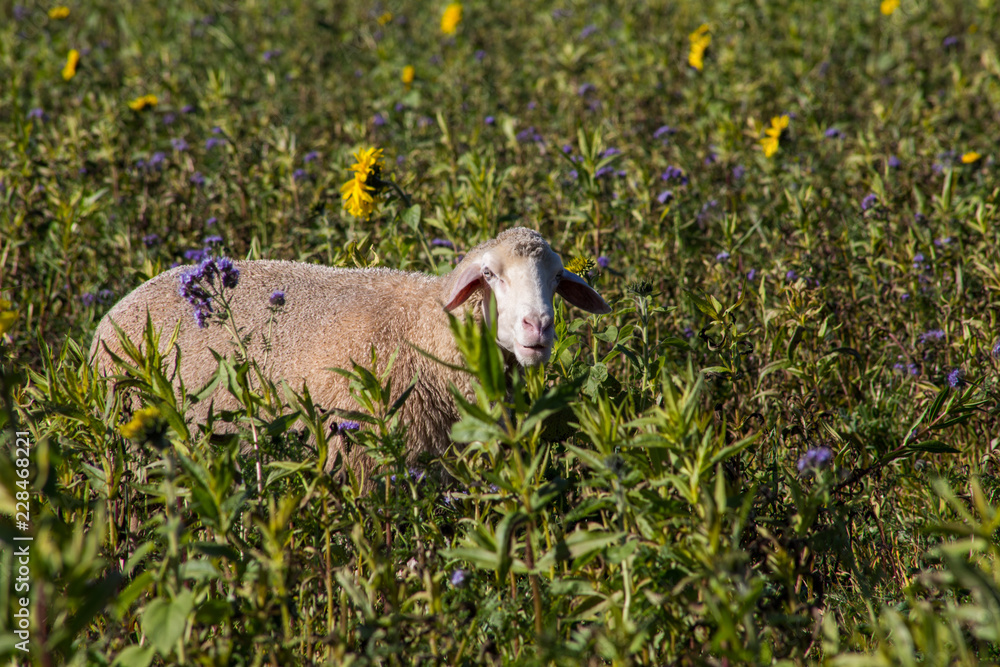 Obraz premium Schaf in blühender Weide