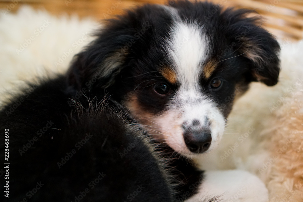 Dog, Miniature Australian Shepherd, Puppy Dog, Miniature Australian Shepherd, Puppy